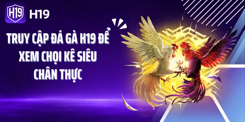 Truy cập đá gà H19 để xem chọi kê siêu chân thực