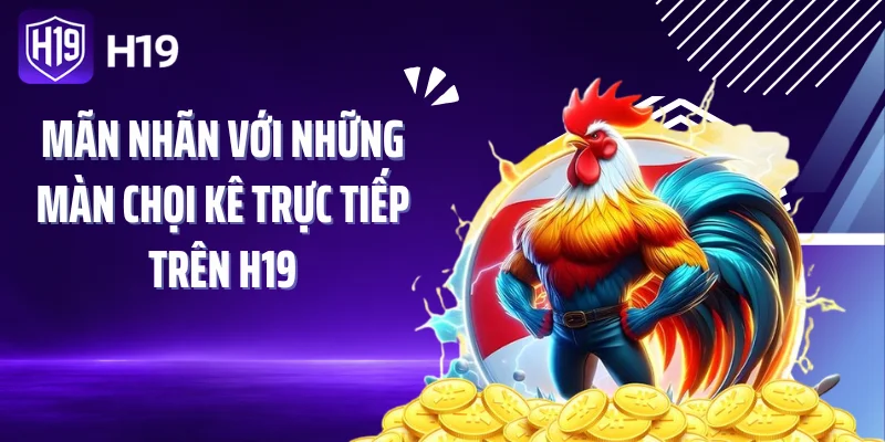 Mãn nhãn với những màn chọi kê trực tiếp trên H19